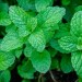 Mint - Image 2